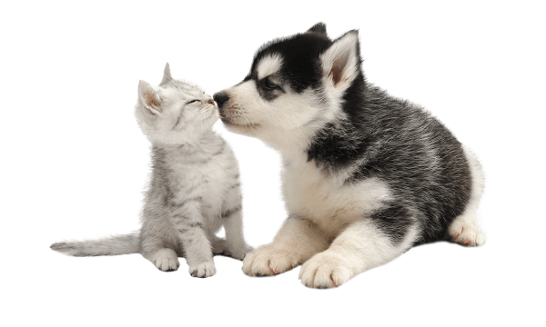Cat and dog touching noses
