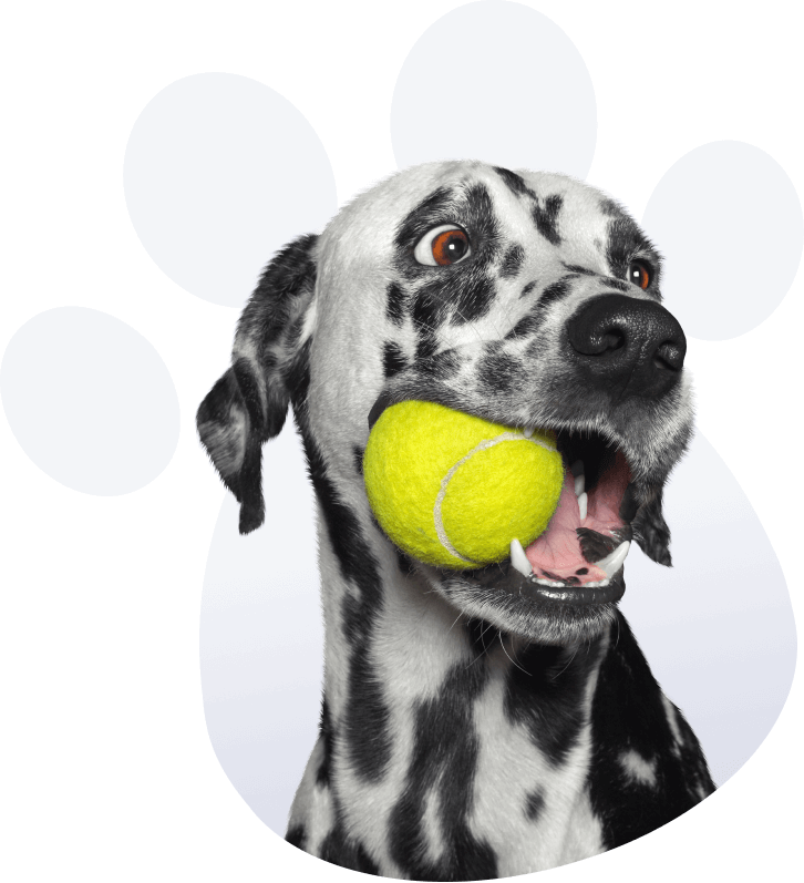 Dalmatian with tennis ball in its mouth