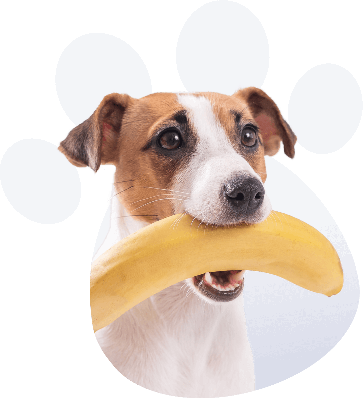 Dog with banana in its mouth
