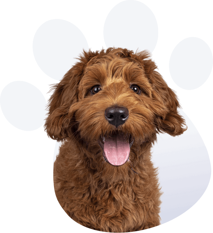 Labradoodle